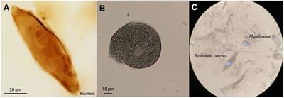 The respiratory microbiota of three cohabiting beluga whales (Delphinapterus leucas) under human care